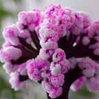 Magic Cherry Blossom Tree - DIY Growing Paper Tree Decoration